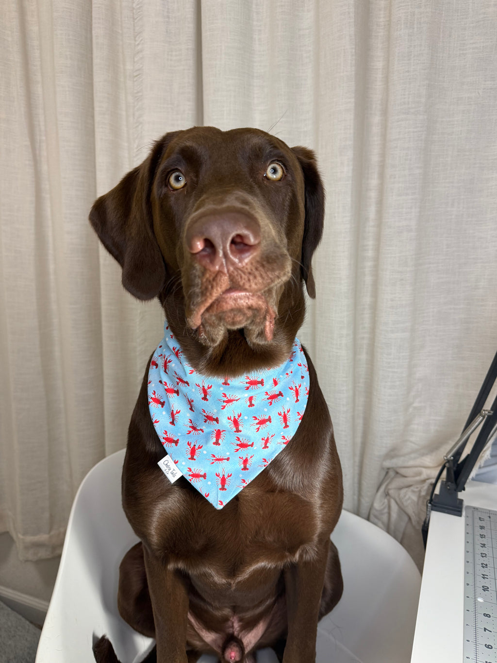 Coastal Lobster Dog Bandana