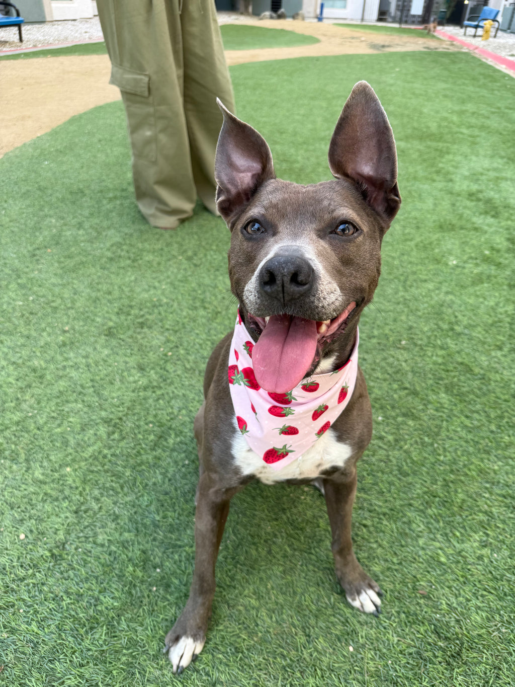 Strawberry Bandana