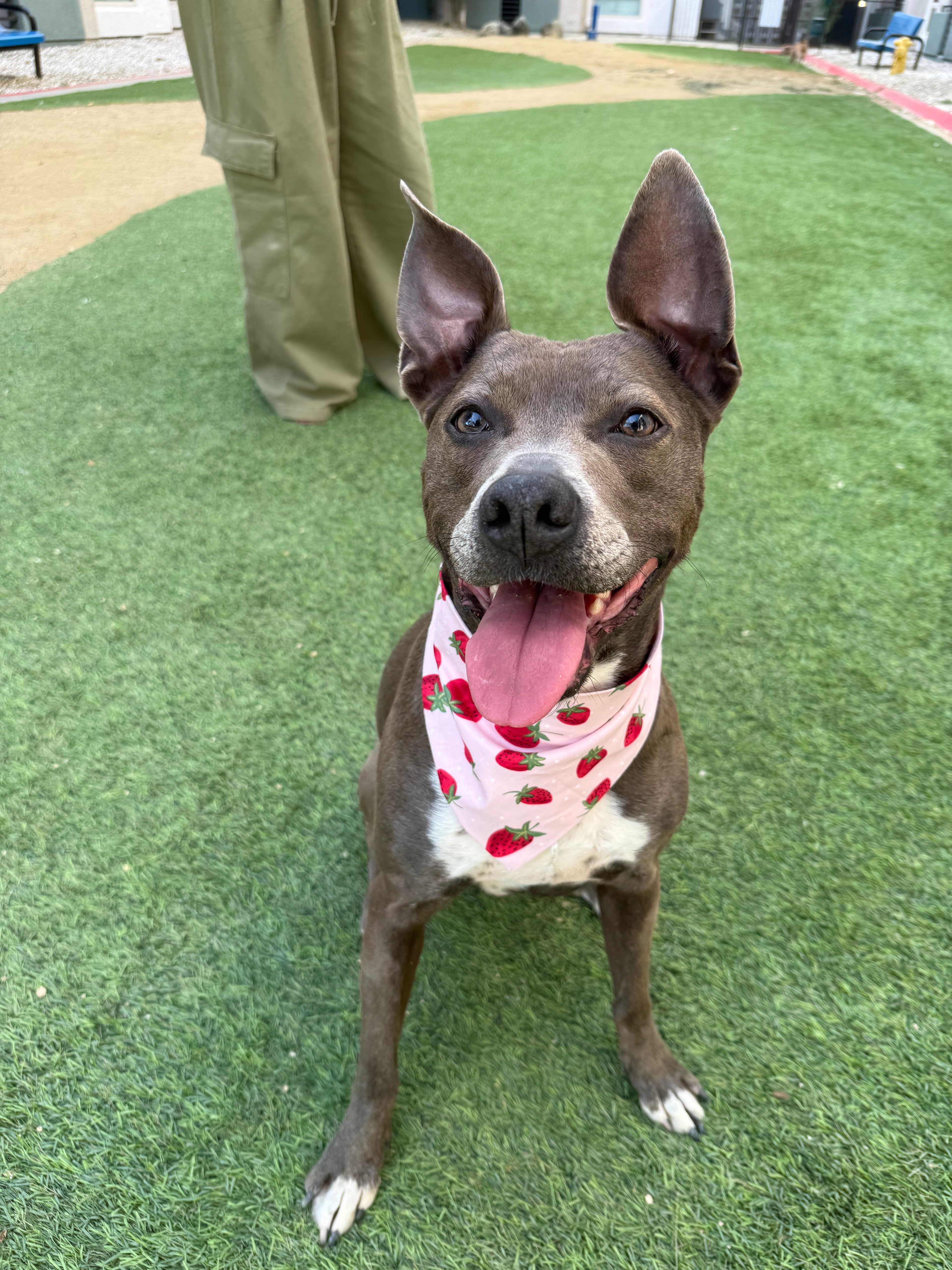 Strawberry Bandana