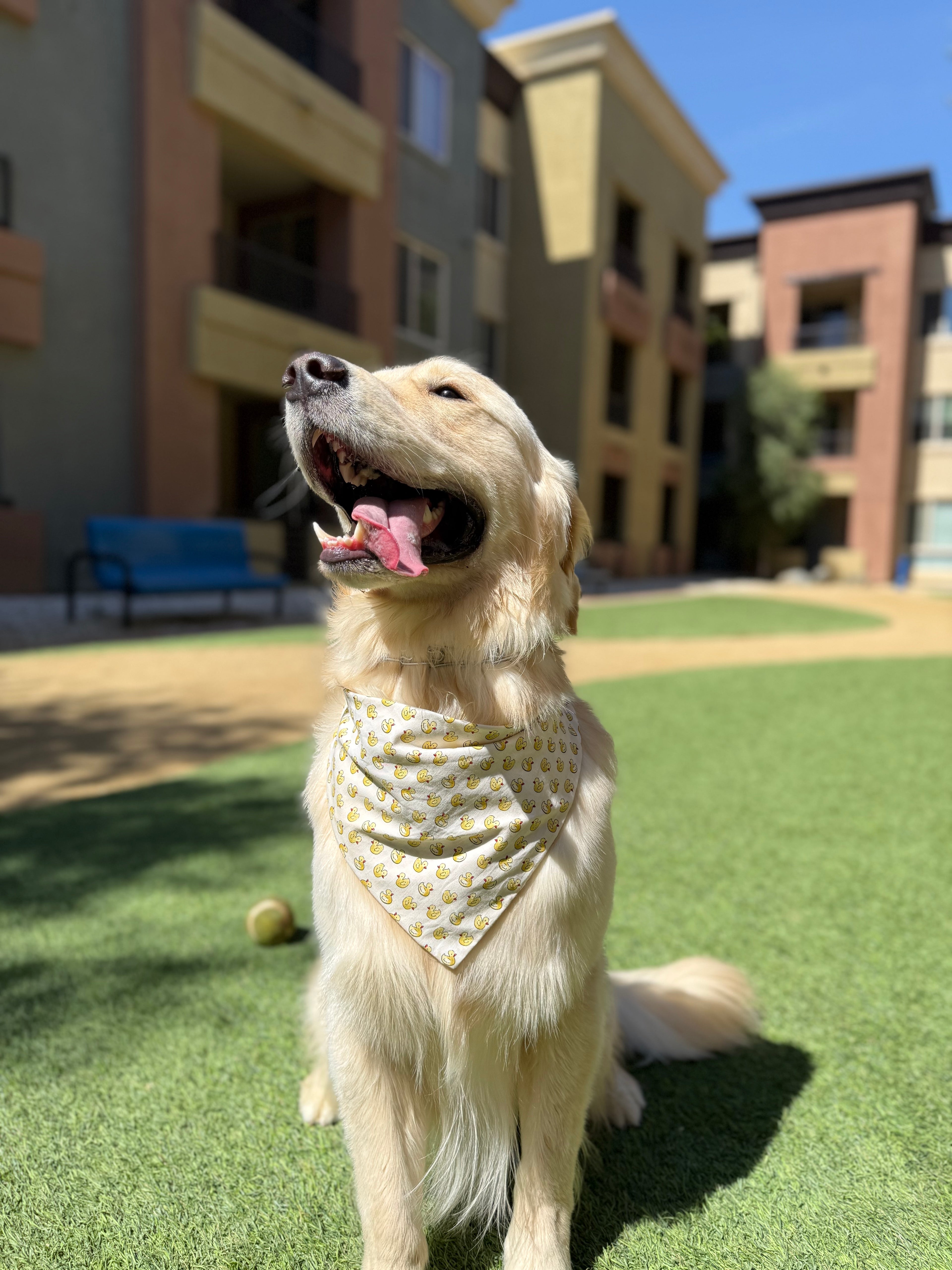 Duckies Bandana