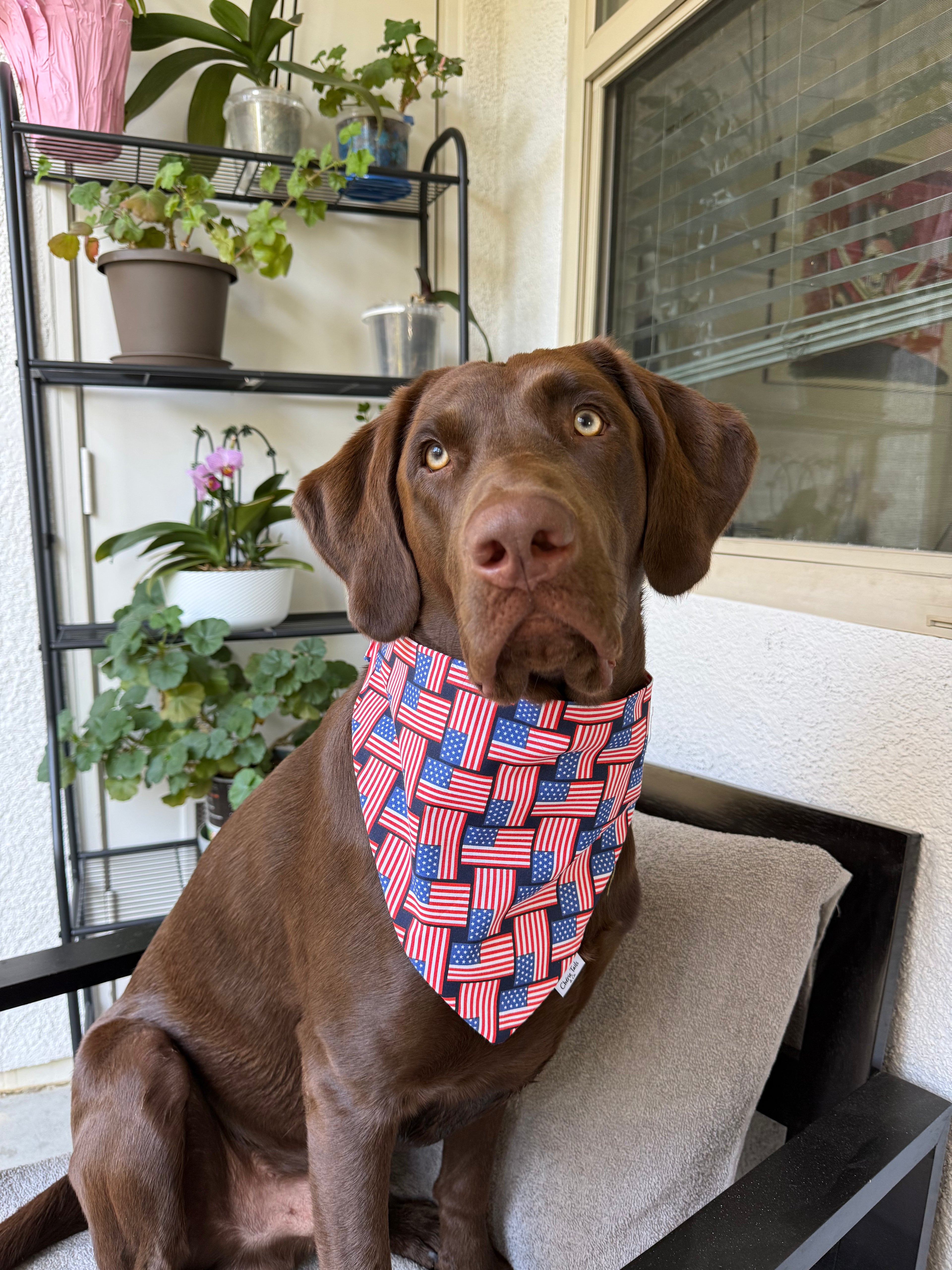 American Flag Bandana